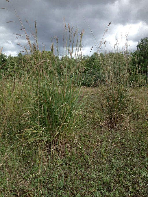 Big Bluestem