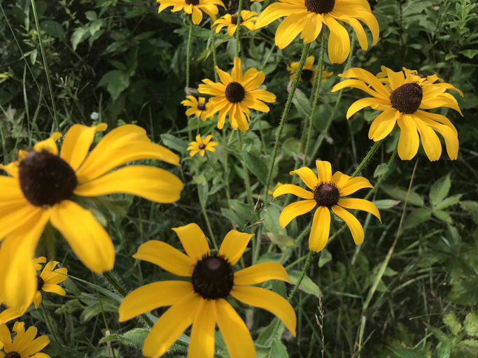 Black Eyed Susan