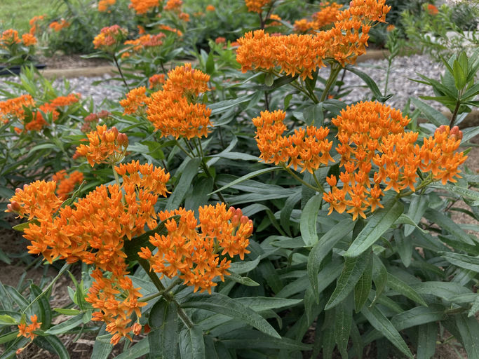 Butterfly Weed