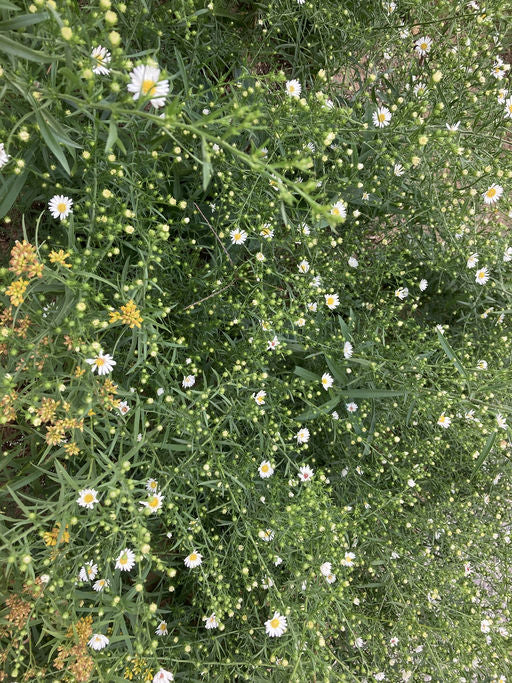Frost Aster