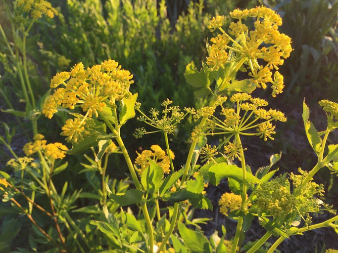 Golden Alexanders