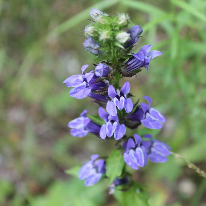 Great Blue Lobelia