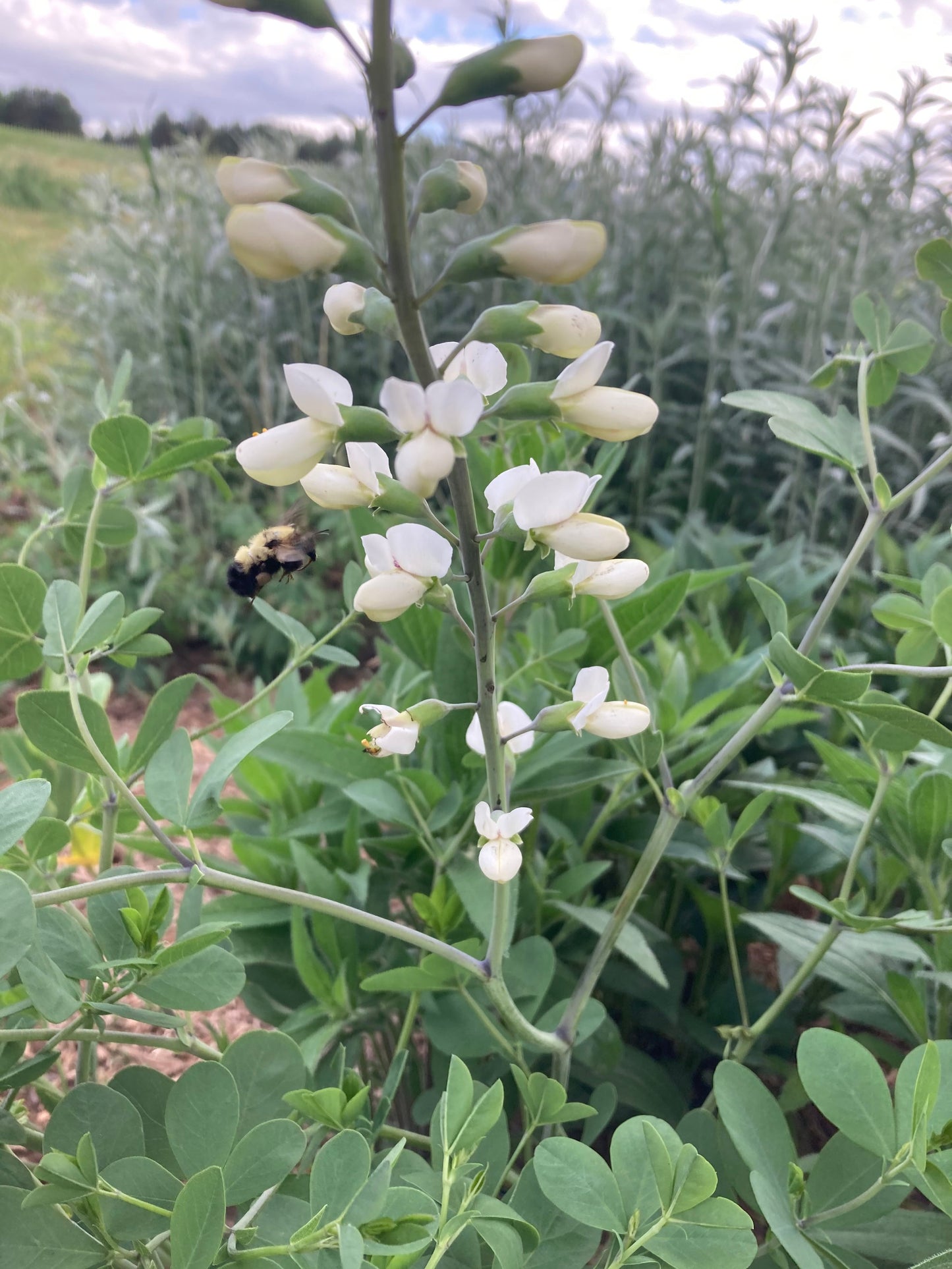 White Wild Indigo