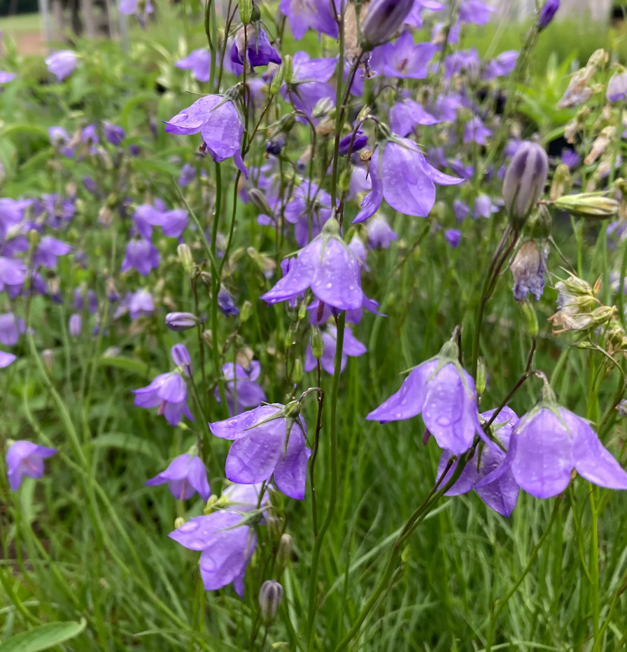 Harebell