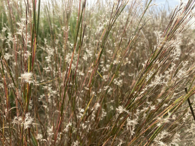 Little Bluestem