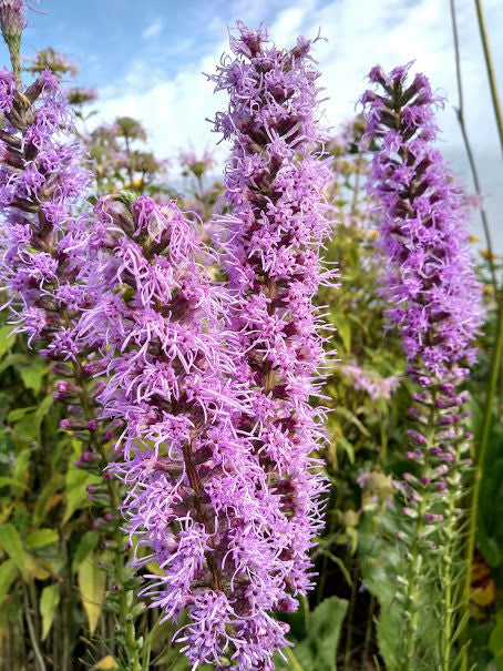 Marsh Blazing Star