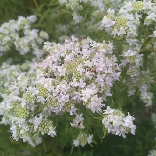 Mountain Mint