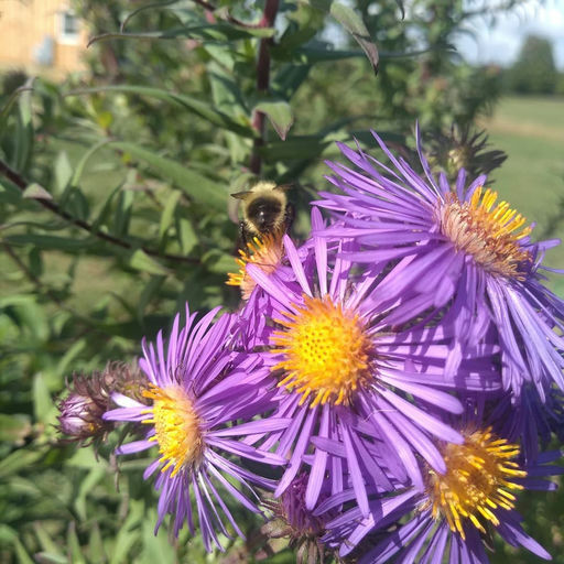 New England Aster