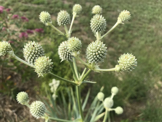 Rattlesnake Master