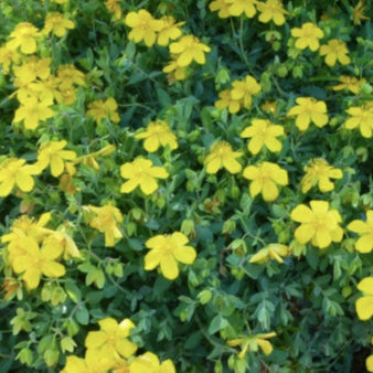 Shrubby St. Johns Wort