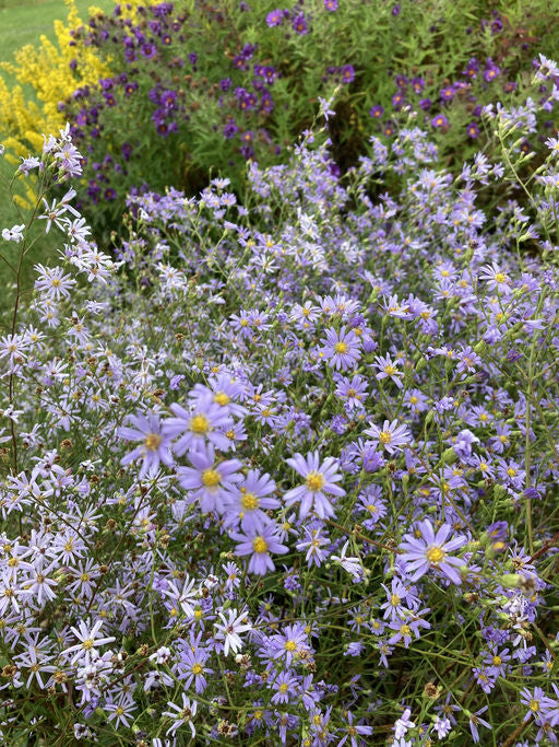 Sky Blue Aster