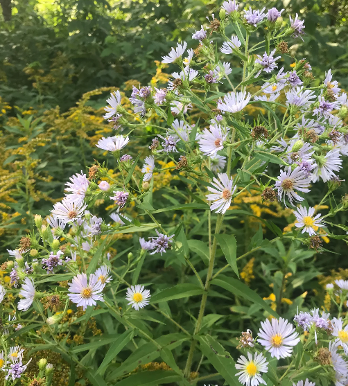 Swamp Aster