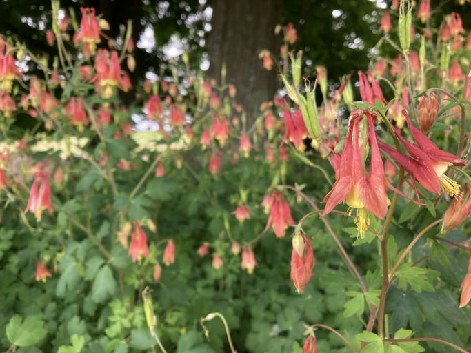 Wild Columbine