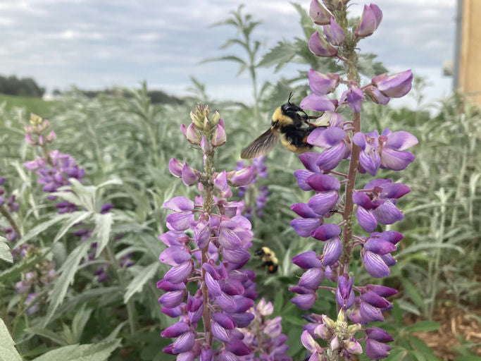 Wild Lupine