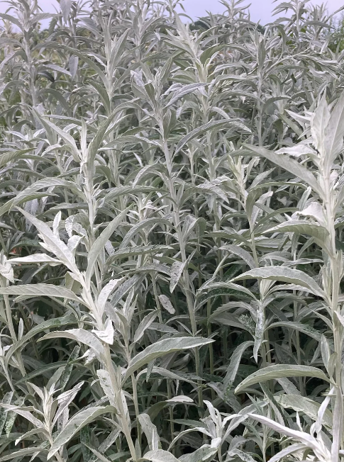 Prairie Sage