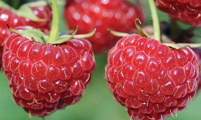 Raspberry: Red Amity