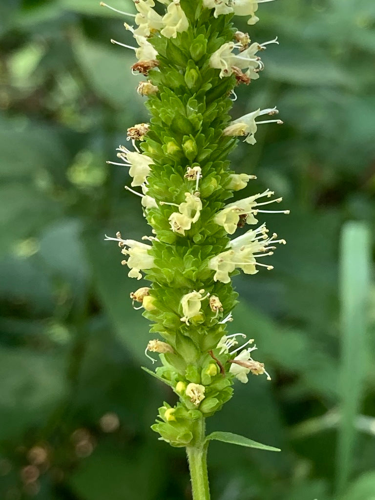 Yellow Giant Hyssop