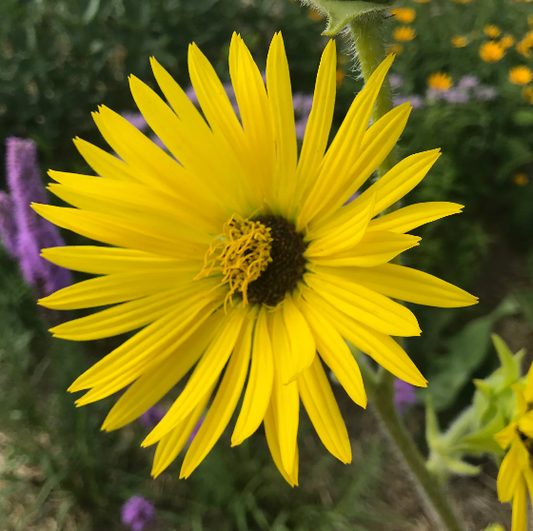 Compass Plant