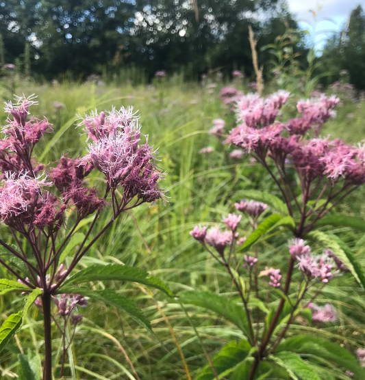 Joe-Pye Weed