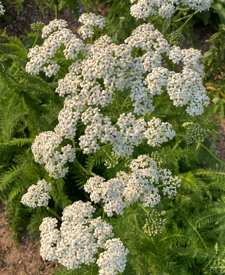 Yarrow