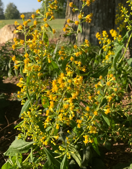 Zig-Zag Goldenrod