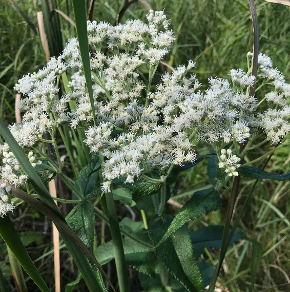 Boneset
