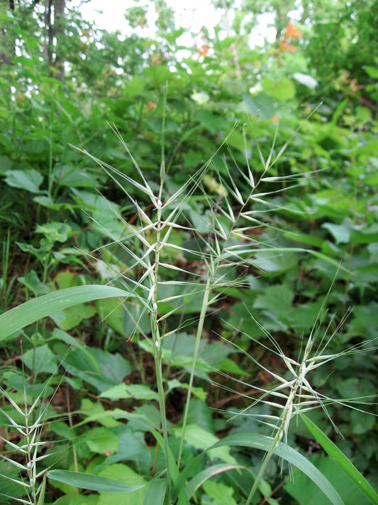 Bottlebrush Grass