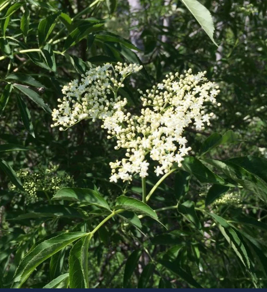 Common Elderberry