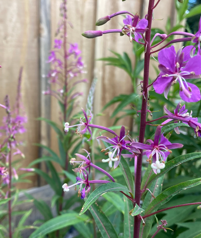 Fireweed