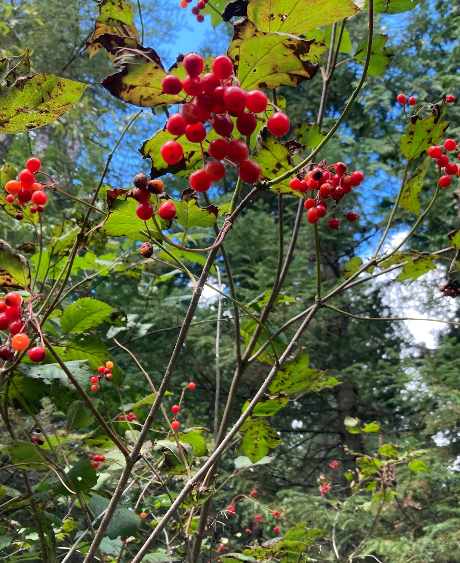 Highbush Cranberry