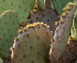 Prickly Pear