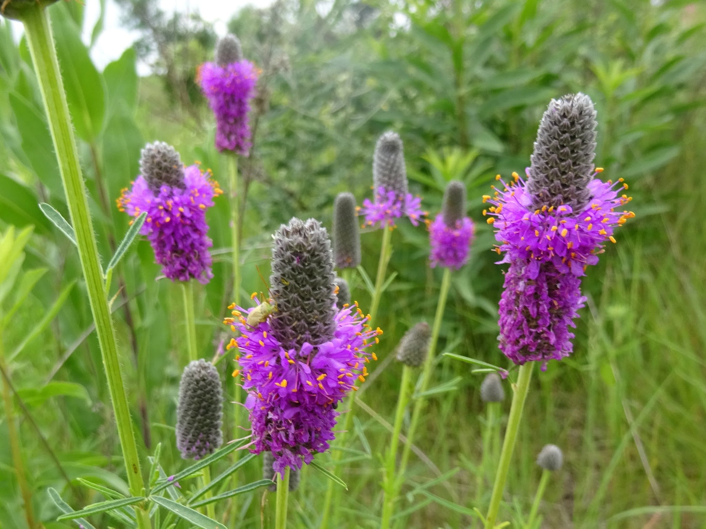 Purple Prairie Clover