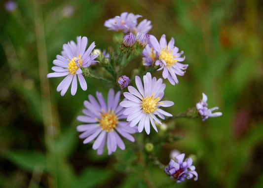 Smooth Blue Aster