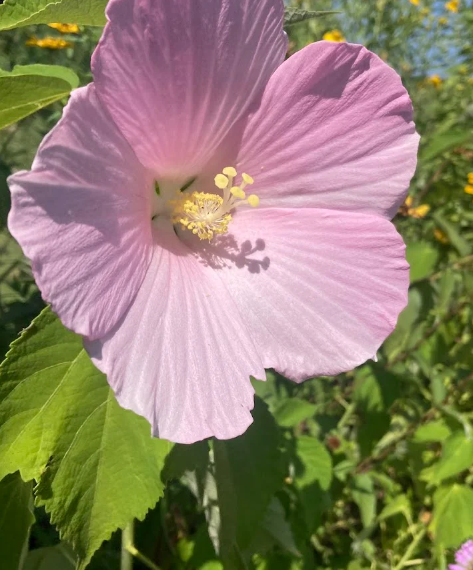 Swamp Rose Mallow