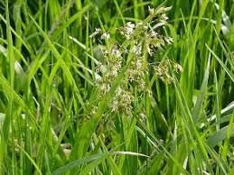 Sweet Grass
