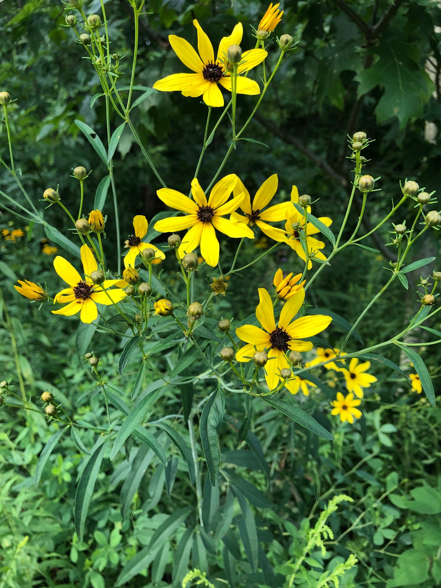 Tall Coreopsis