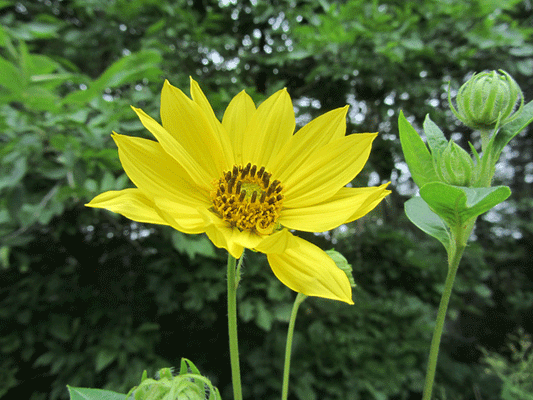 Tall Sunflower