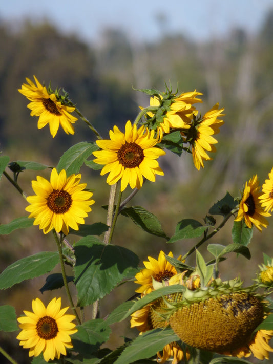 Western Sunflower