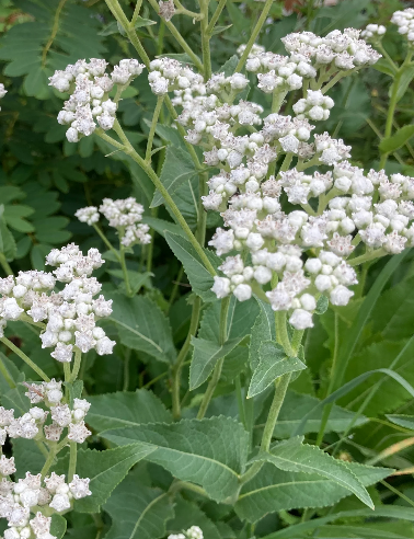 Wild Quinine